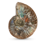 سنگ آمونیت طبیعی پولیش خورده با تلالو رنگین‌کمانی (Iridescent Ammonite) - تصویر 5